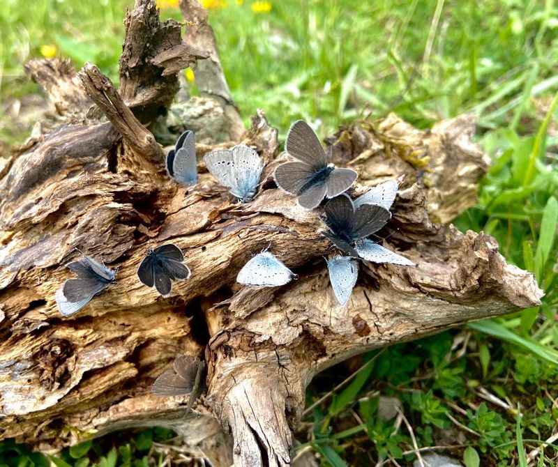 IMG 20220606 WA0005 800